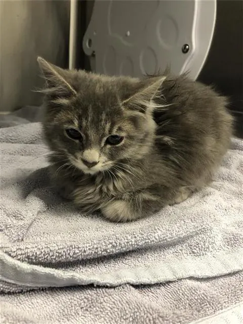 Adoptable Cat