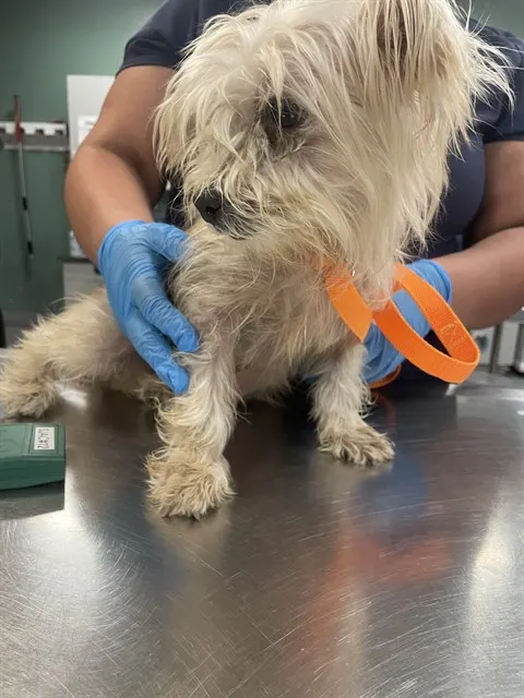Adoptable Dog