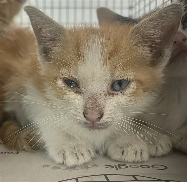Adoptable Cat