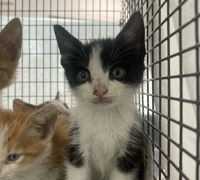 Adoptable Cat