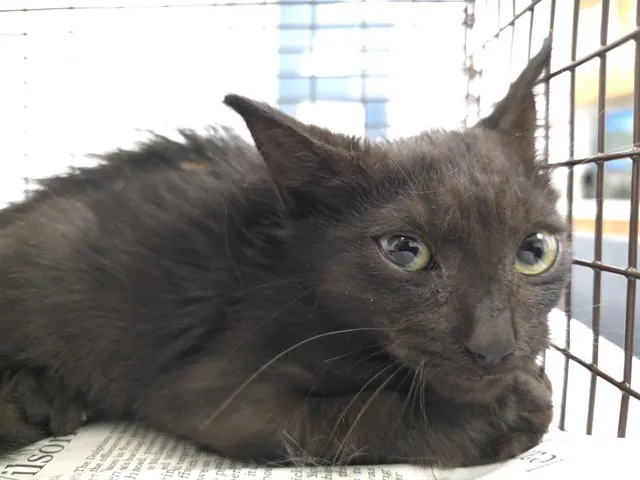 Adoptable Cat