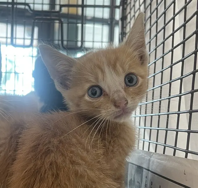 Adoptable Cat