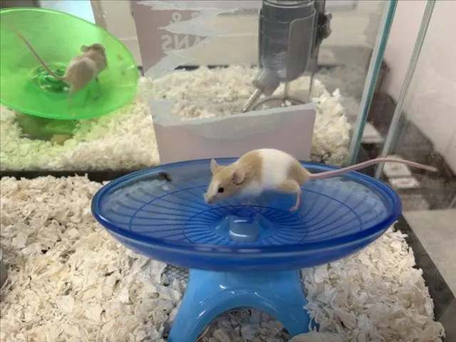 Smoosh