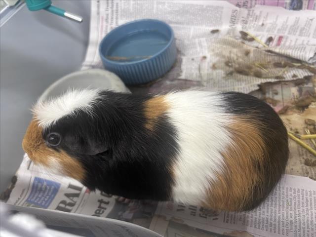 Willow