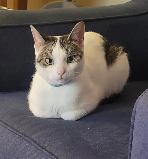 Peanut