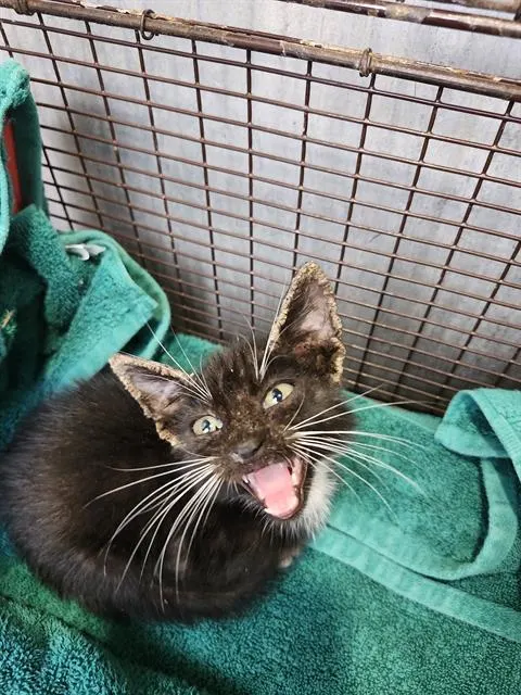 Mittens