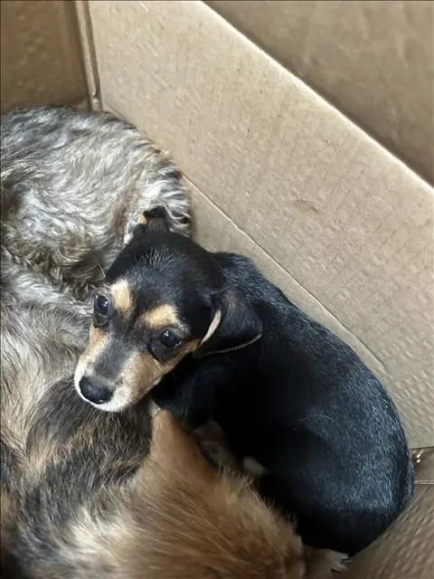 Kahlua