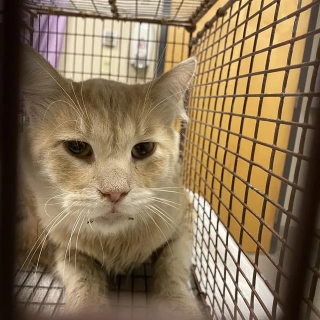 Adoptable Cat