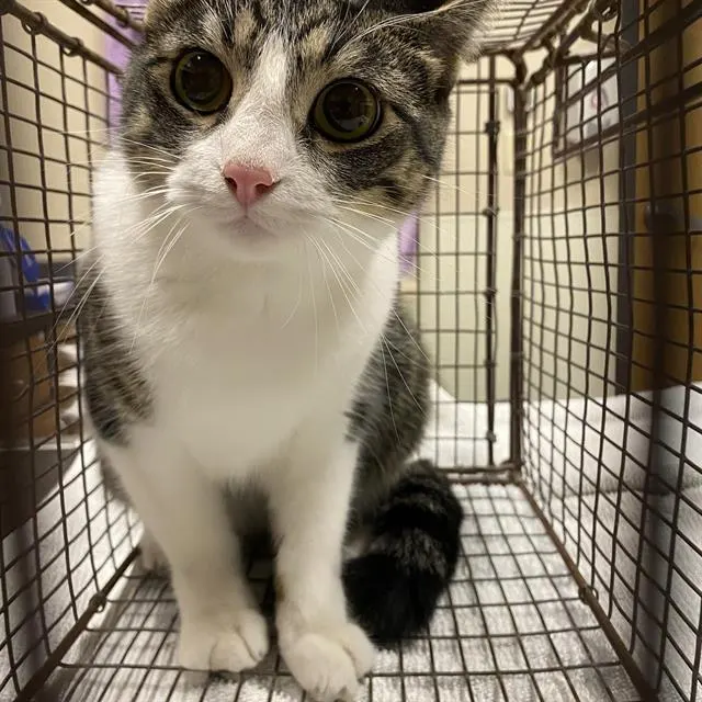 Adoptable Cat