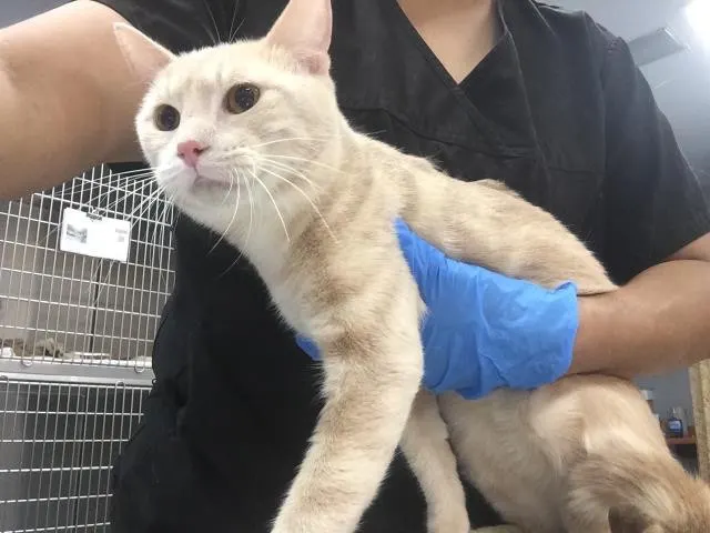 Adoptable Cat