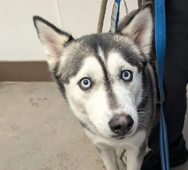 Luna (Aka Shakira