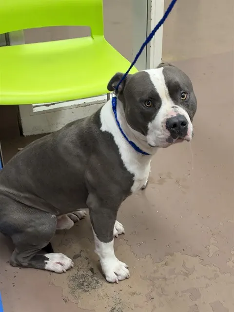 Adoptable Dog