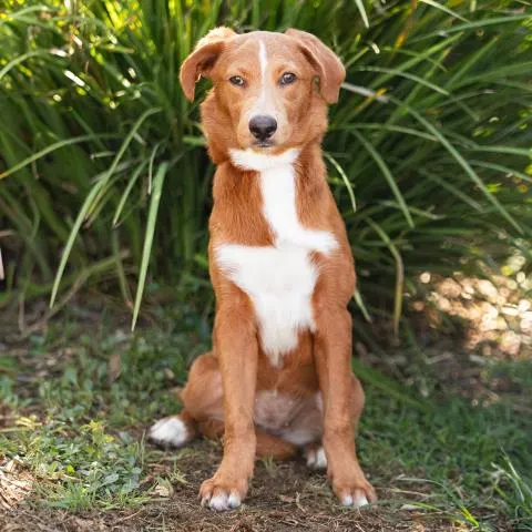 Canela
