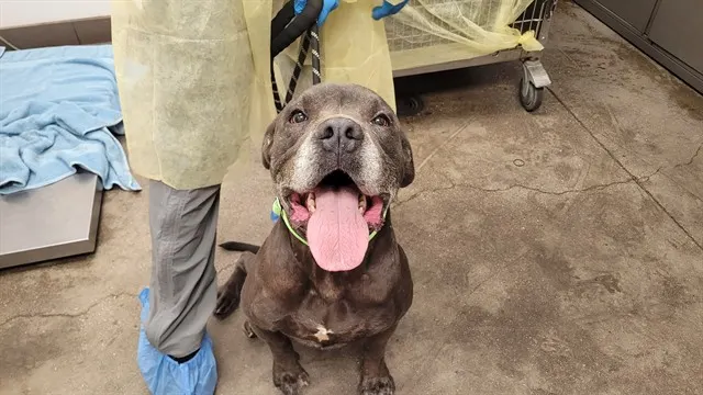 Adoptable Dog