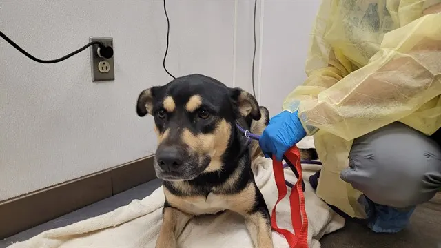 Adoptable Dog