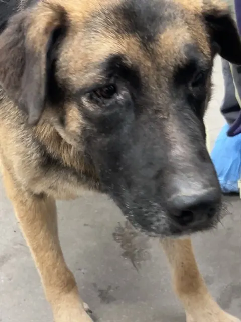 Adoptable Dog