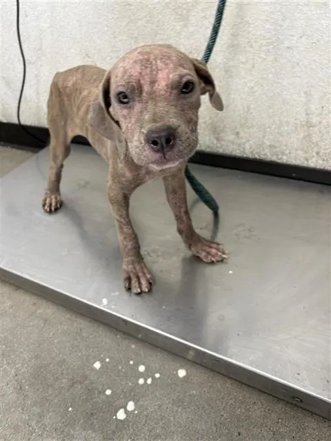 Adoptable Dog