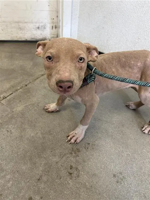 Adoptable Dog