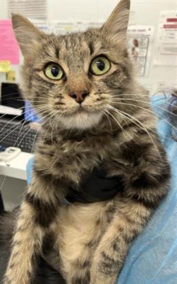Adoptable Cat