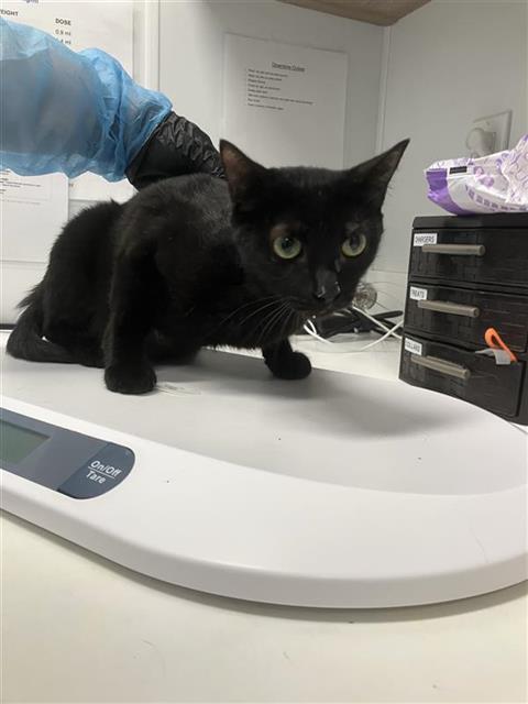 Adoptable Cat