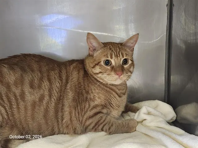 Garfield