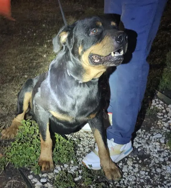 Brutus