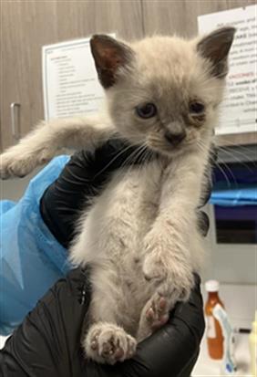 Adoptable Cat