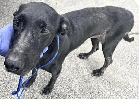 Adoptable Dog