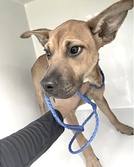Adoptable Dog