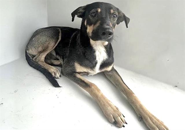 Adoptable Dog