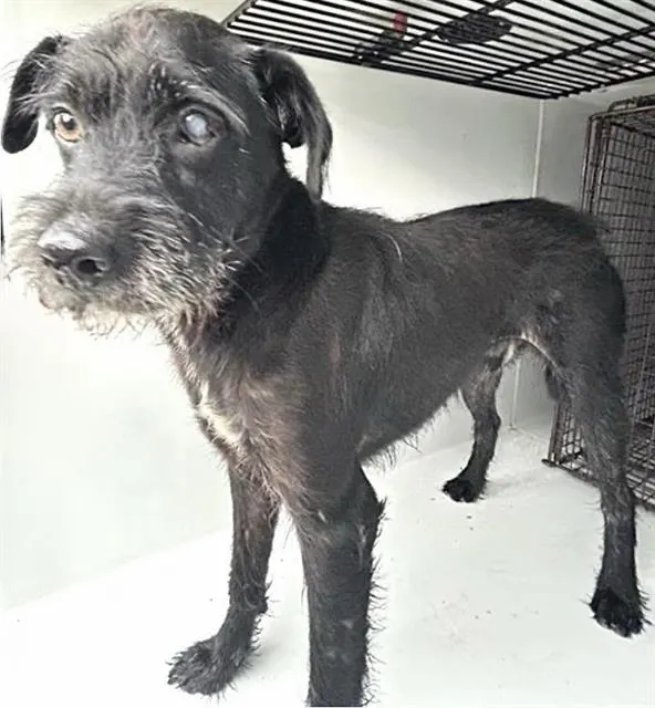 Adoptable Dog