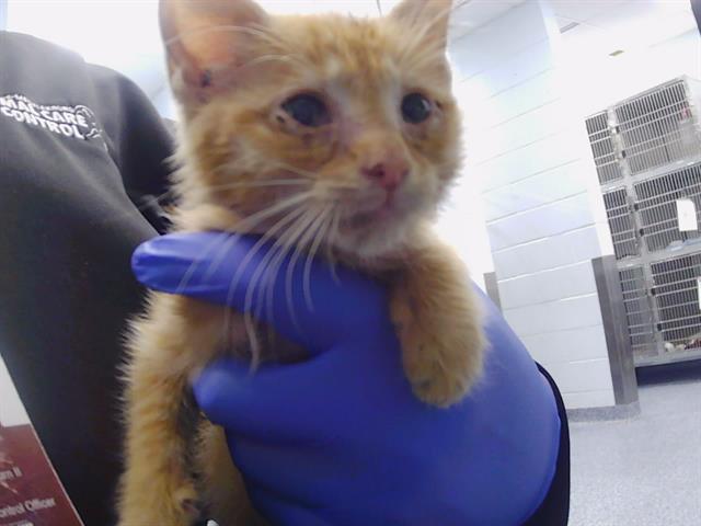Adoptable Cat