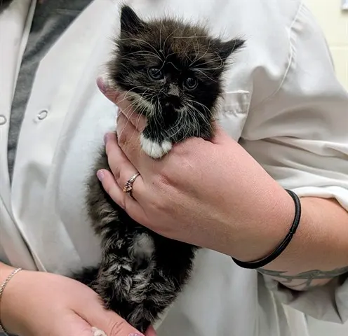 Adoptable Cat