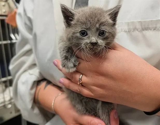 Adoptable Cat