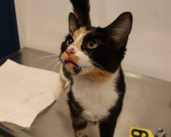 Adoptable Cat