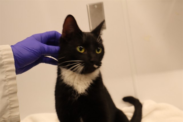 Adoptable Cat
