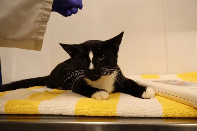 Adoptable Cat