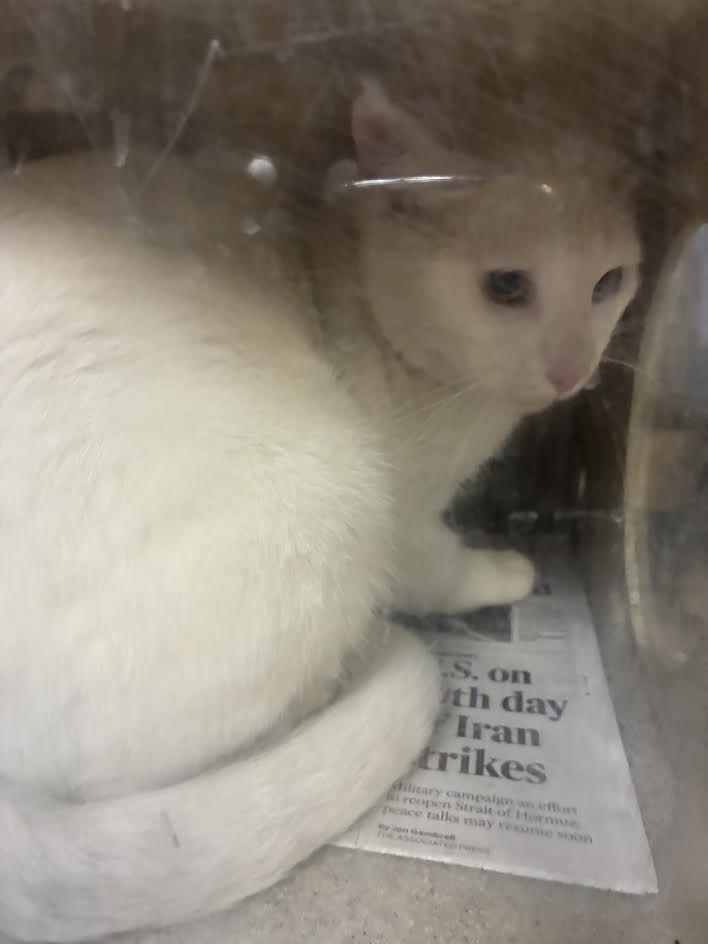 Adoptable Cat