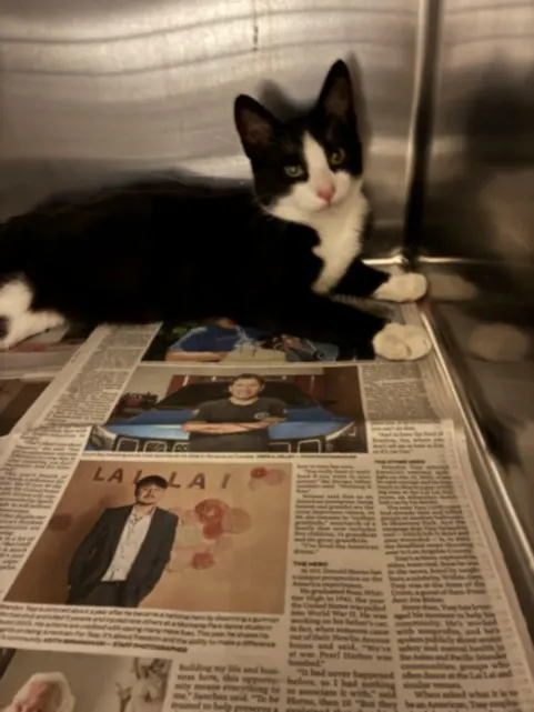 Adoptable Cat