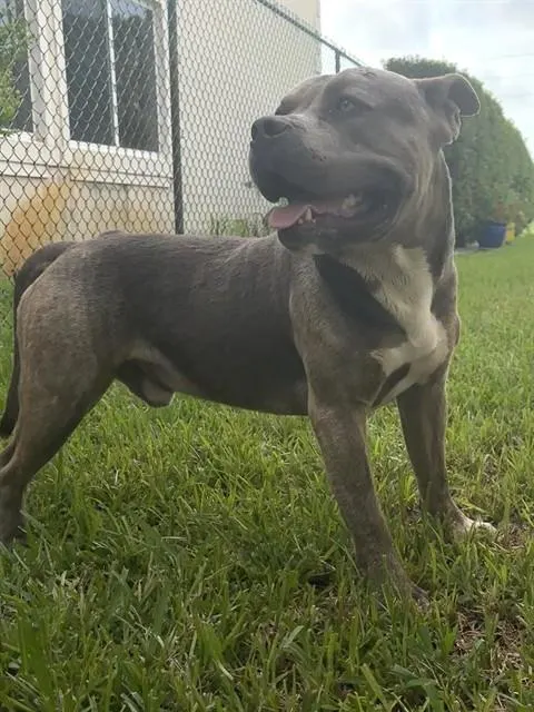 Simba