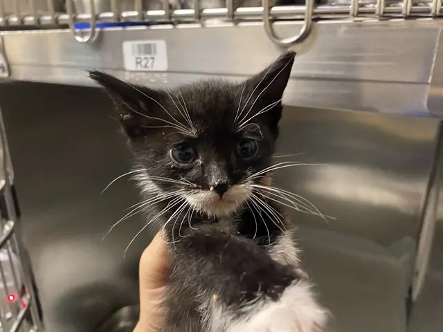 Adoptable Cat