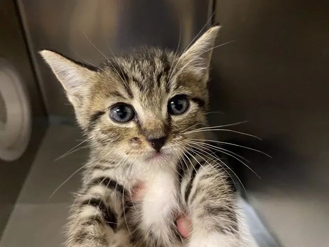 Adoptable Cat