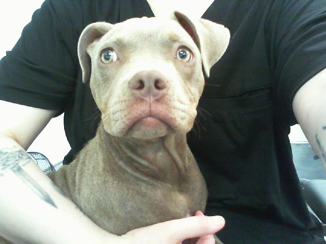 Adoptable Dog