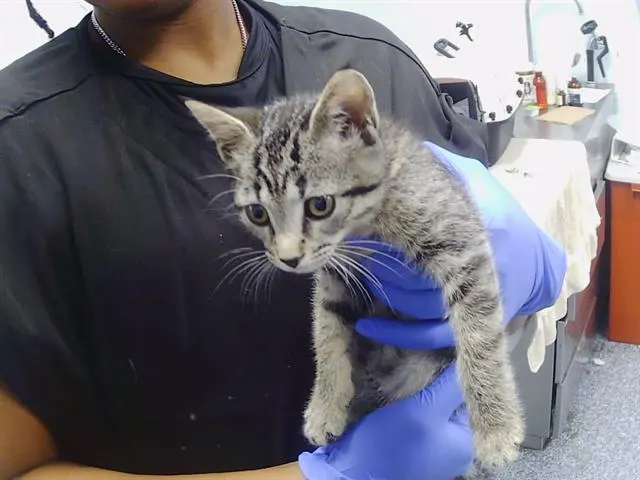 Adoptable Cat