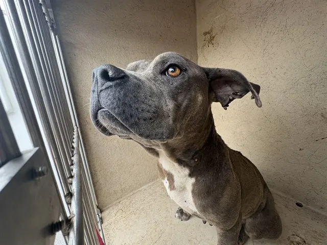 Adoptable Dog