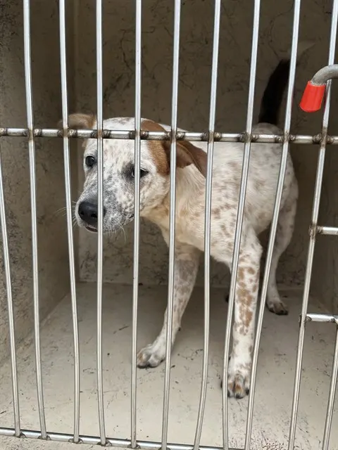 Adoptable Dog