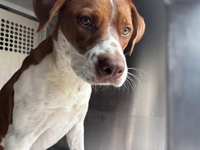 Adoptable Dog