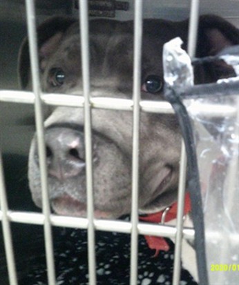 Adoptable Dog