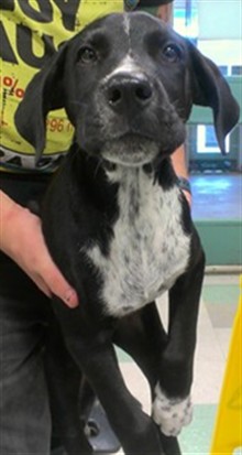 Adoptable Dog