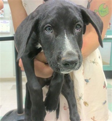 Adoptable Dog